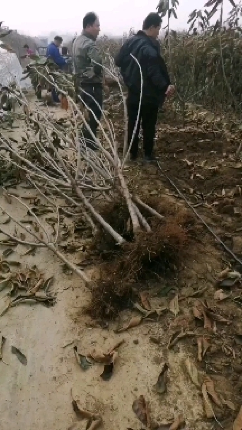 矮化樱桃苗樱桃树，萨米脱，布鲁克斯，美早，现场起苗，品种纯