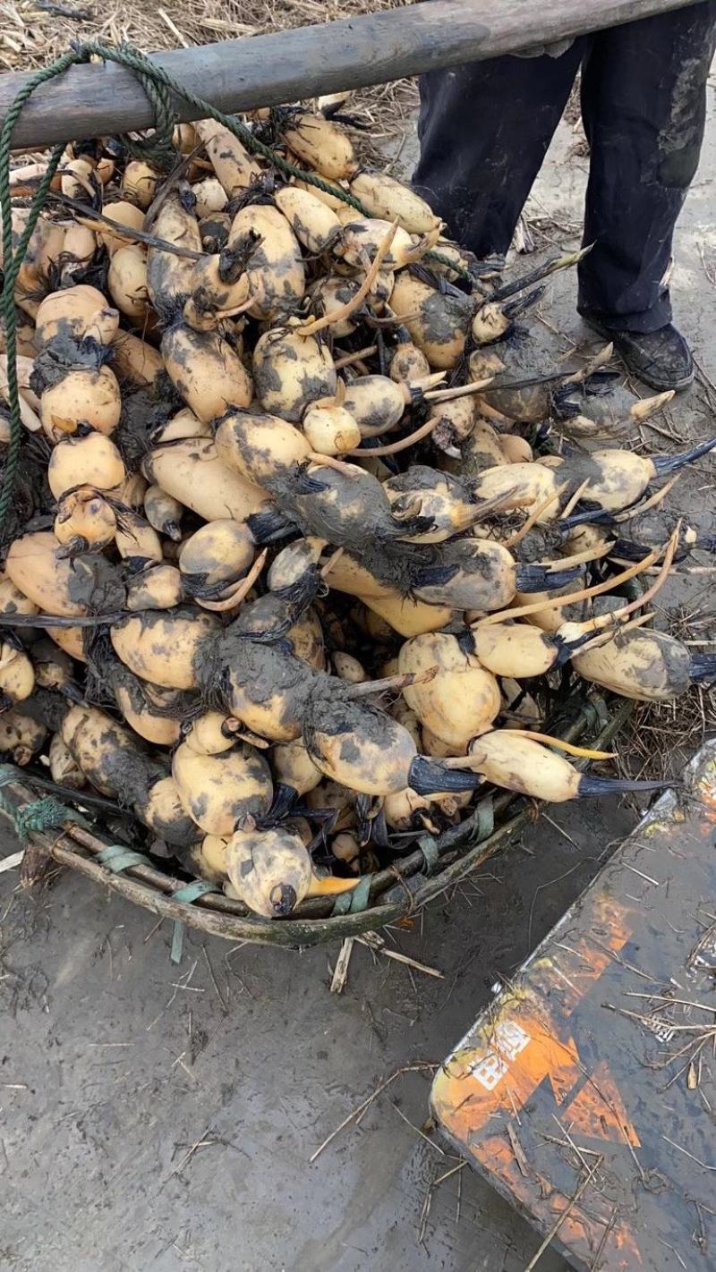 优质莲藕种苗，品种齐全，免费包种植技术量大从优