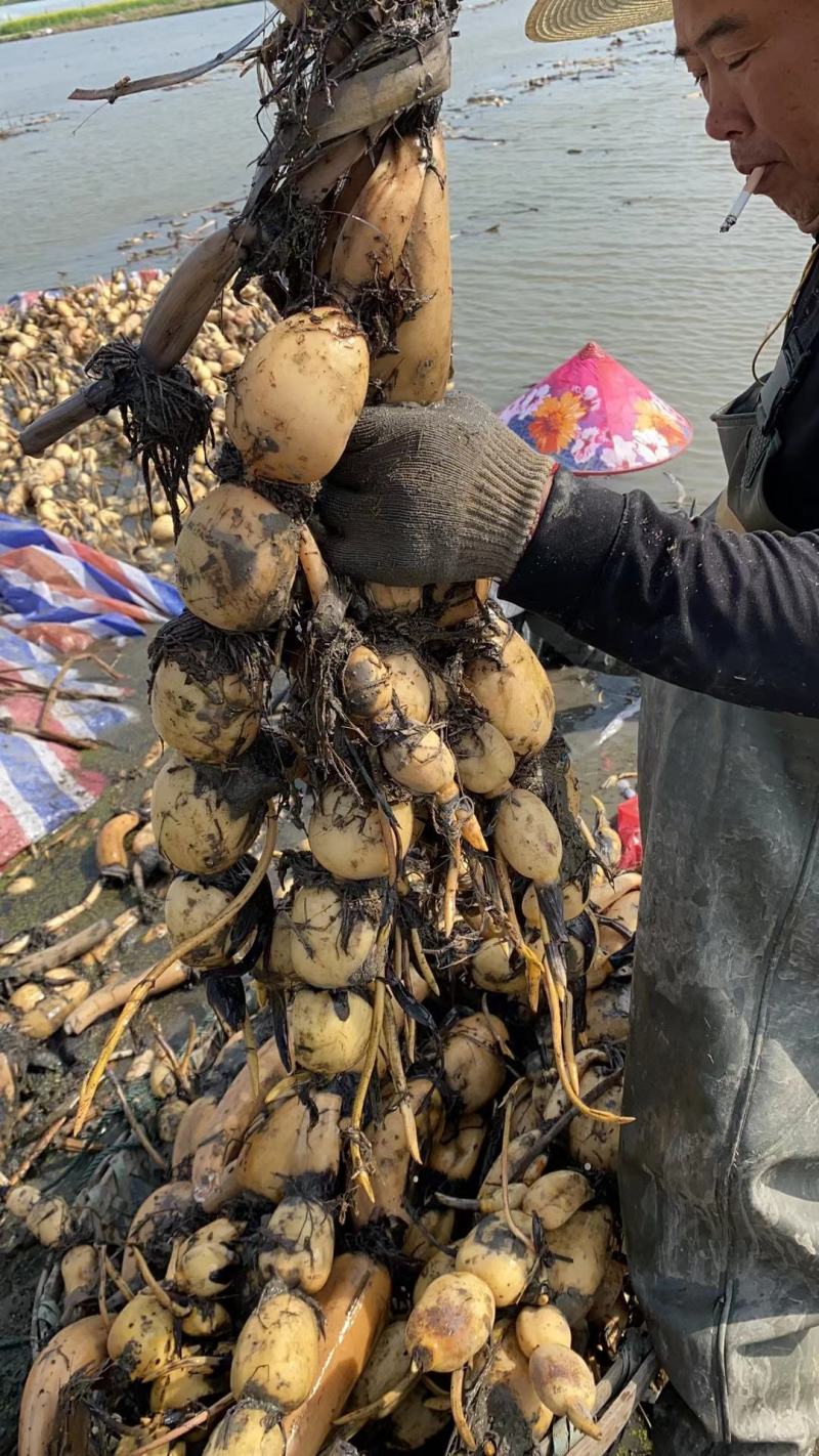 优质莲藕种苗，品种齐全，免费包种植技术量大从优