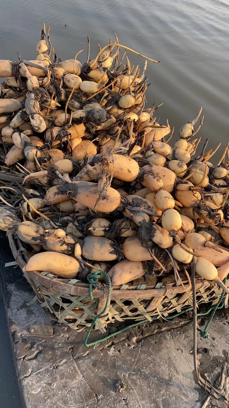 优质莲藕种苗，品种齐全，免费包种植技术量大从优