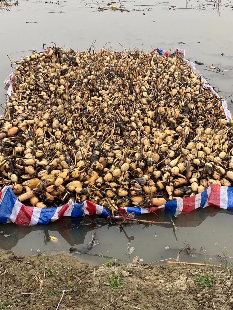优质莲藕种苗，品种齐全，免费包种植技术量大从优