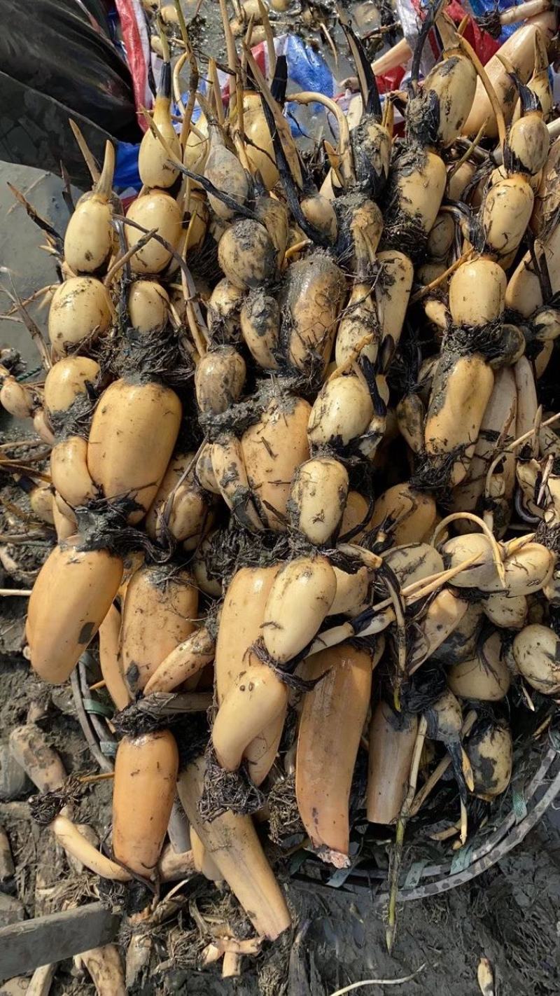 优质莲藕种苗，品种齐全，免费包种植技术量大从优