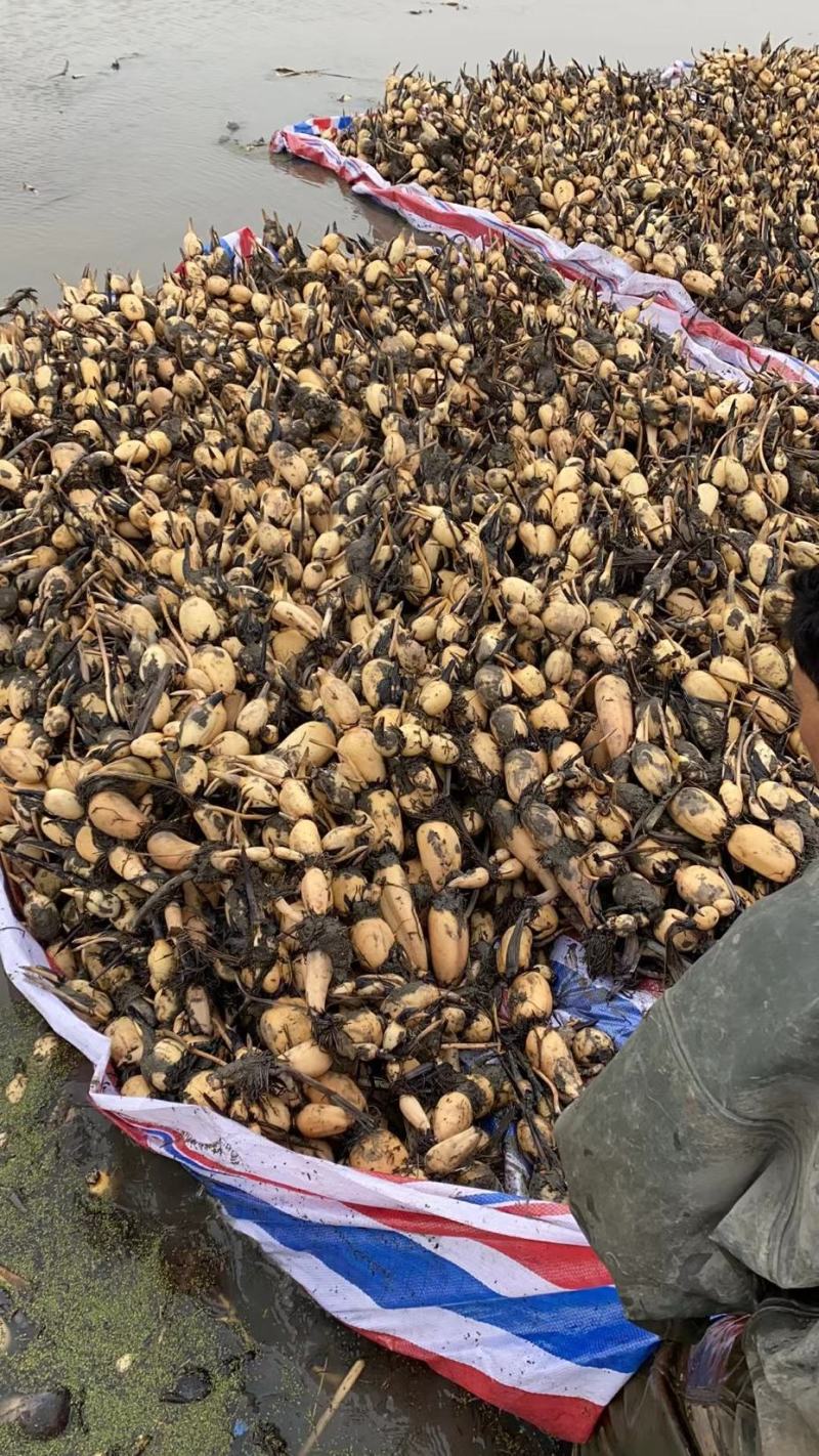 优质莲藕种苗，品种齐全，免费包种植技术量大从优