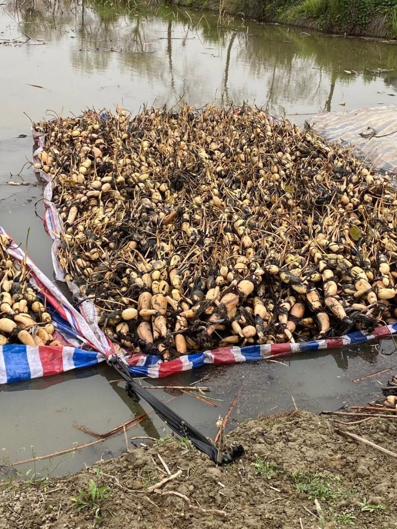 优质莲藕种苗，品种齐全，免费包种植技术量大从优