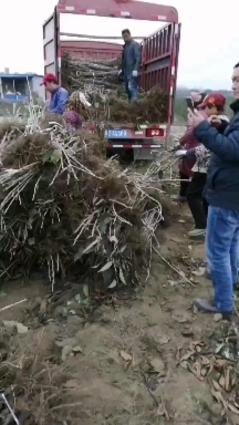 樱桃苗扦插苗，K5吉六吉12基地直销吉塞拉樱桃苗保证品种