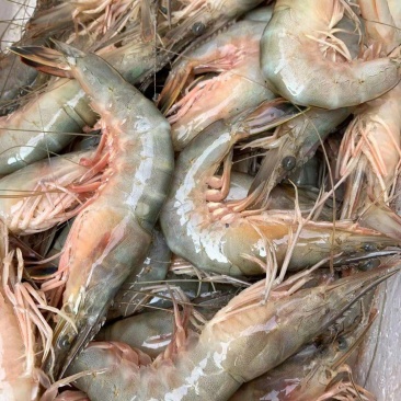 海捕对虾