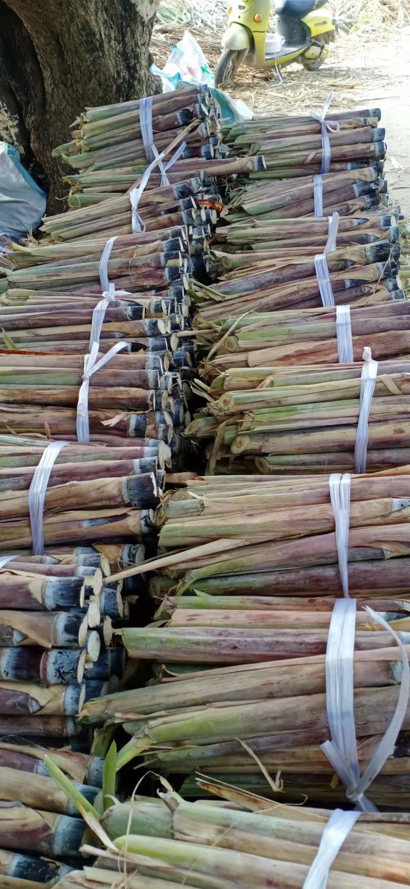 广西正宗黑皮甘蔗种苗，大灰种苗，提供种植技术