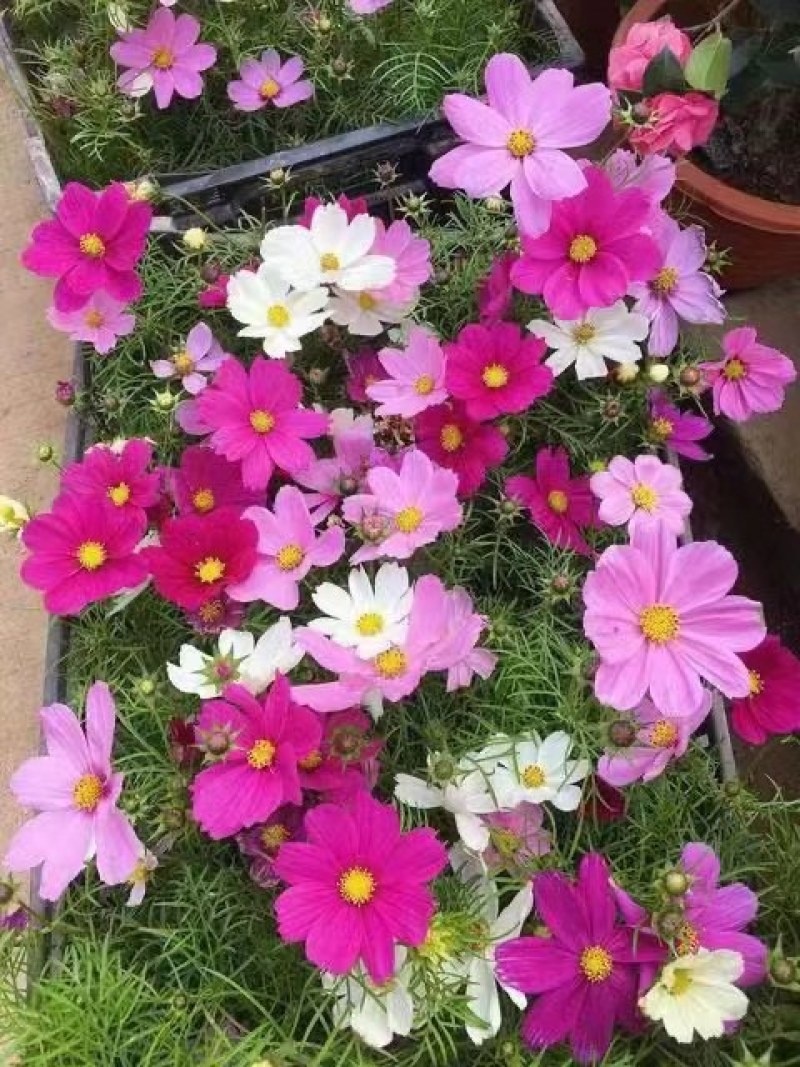 波斯菊花种子