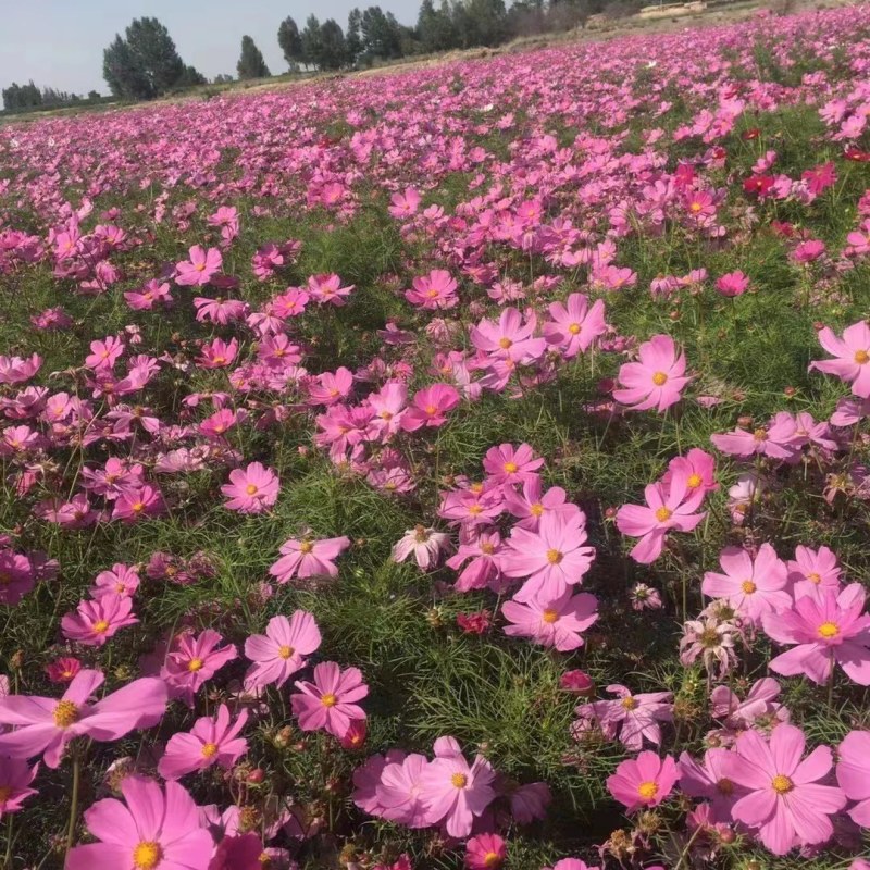 波斯菊花种子