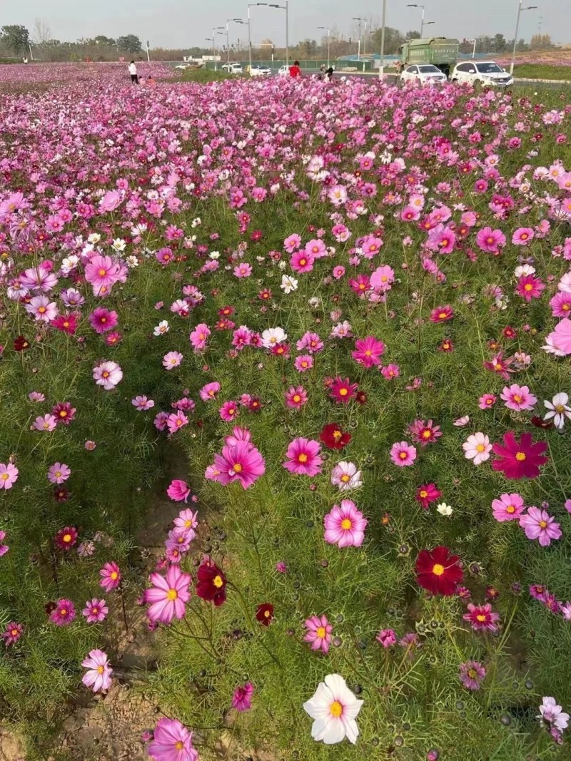 波斯菊花种子