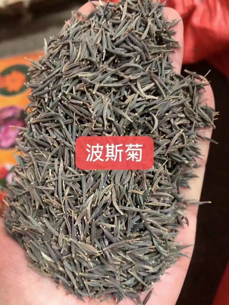 波斯菊花种子