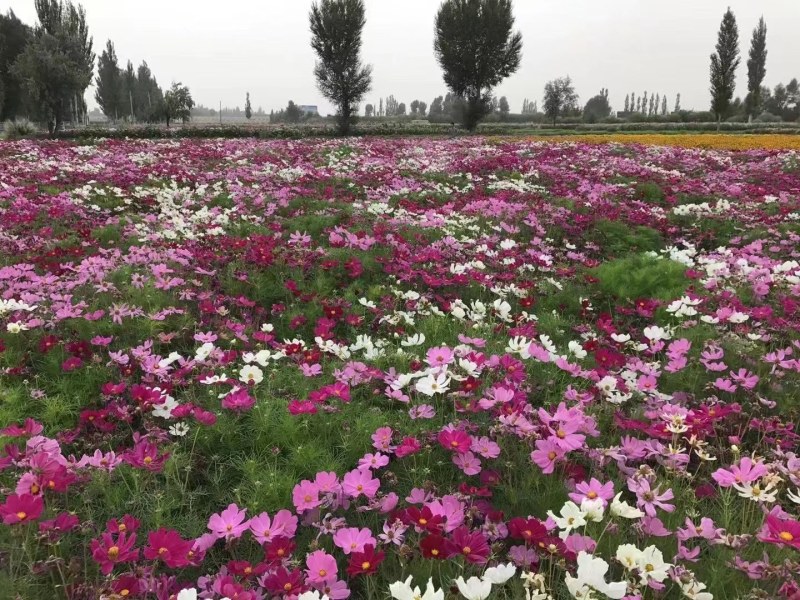 波斯菊花种子