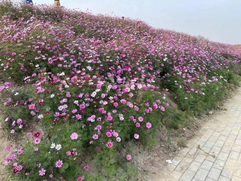 波斯菊花种子