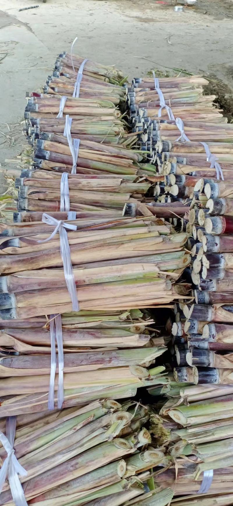 广西黑皮甘蔗种，甘蔗苗，四至七芽，抗病高产，全国发货