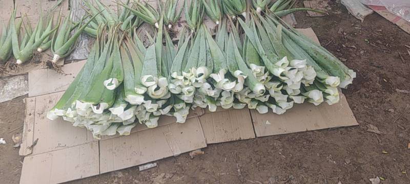 库拉索芦荟美容食用叶片