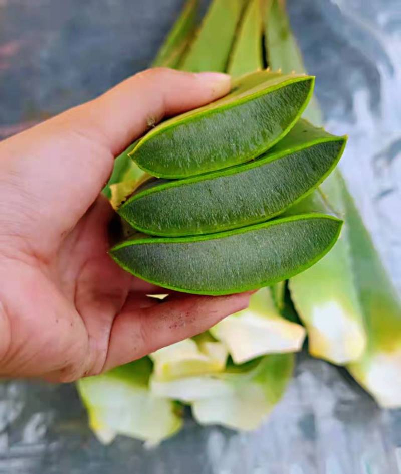 库拉索芦荟美容食用叶片