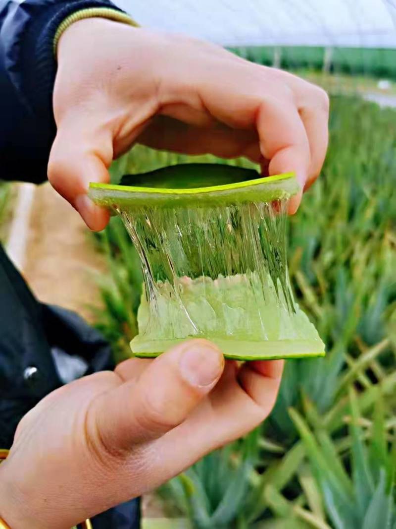 库拉索芦荟美容食用叶片