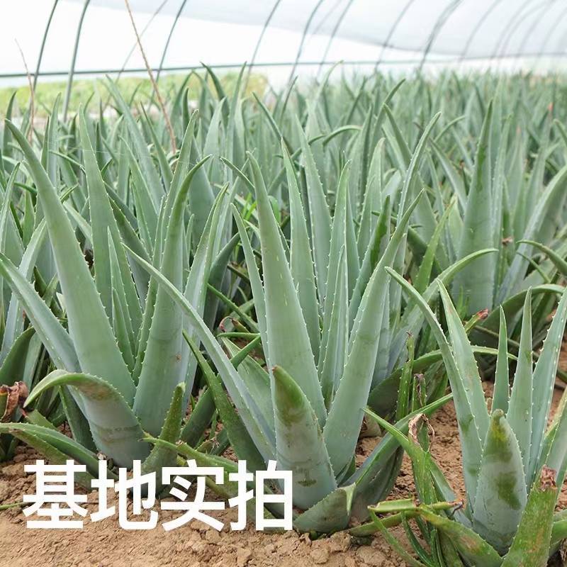 库拉索芦荟美容食用叶片
