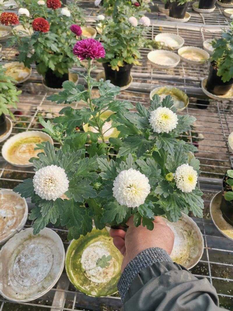 乒乓菊处理乒乓菊大量有货自家基地支持实地看货