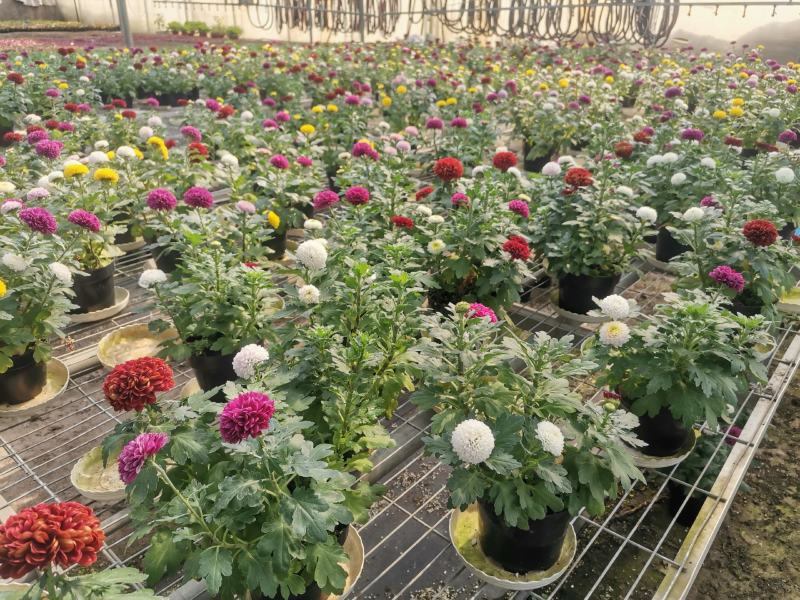 乒乓菊处理乒乓菊大量有货自家基地支持实地看货