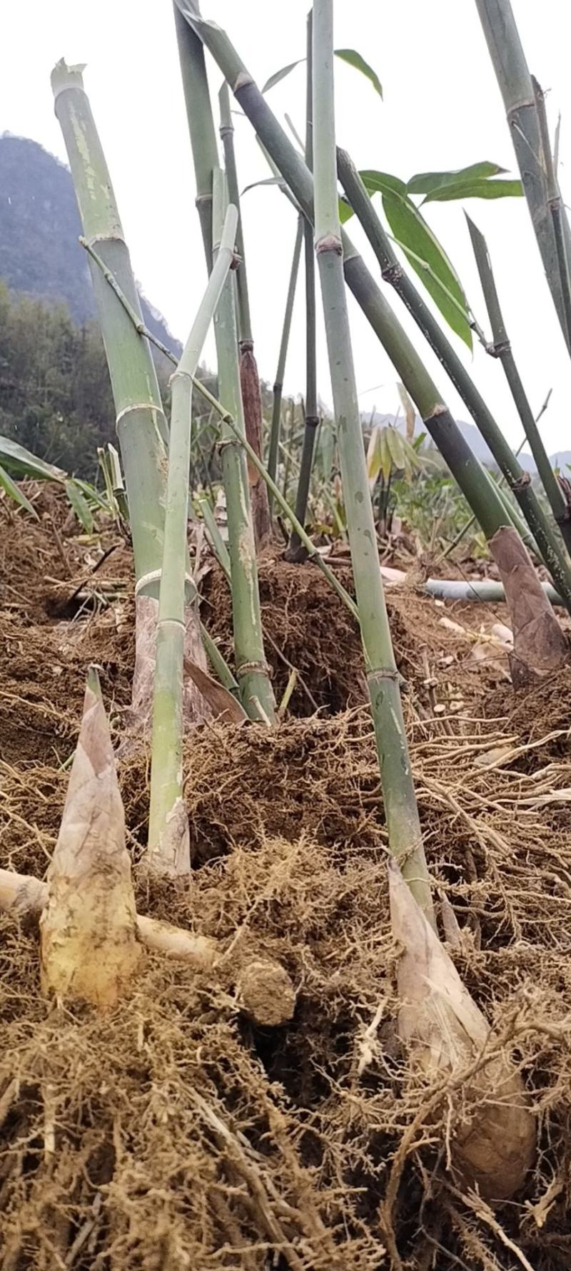 麻竹苗竹苗广东英德麻竹笋之乡麻竹笋苗麻竹种苗甜竹苗