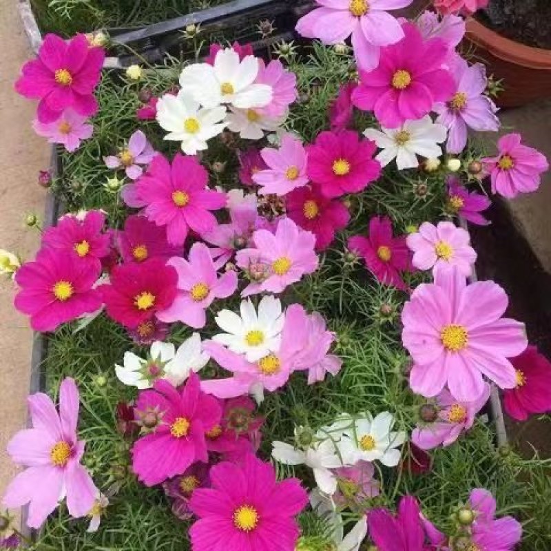 波斯菊花种子