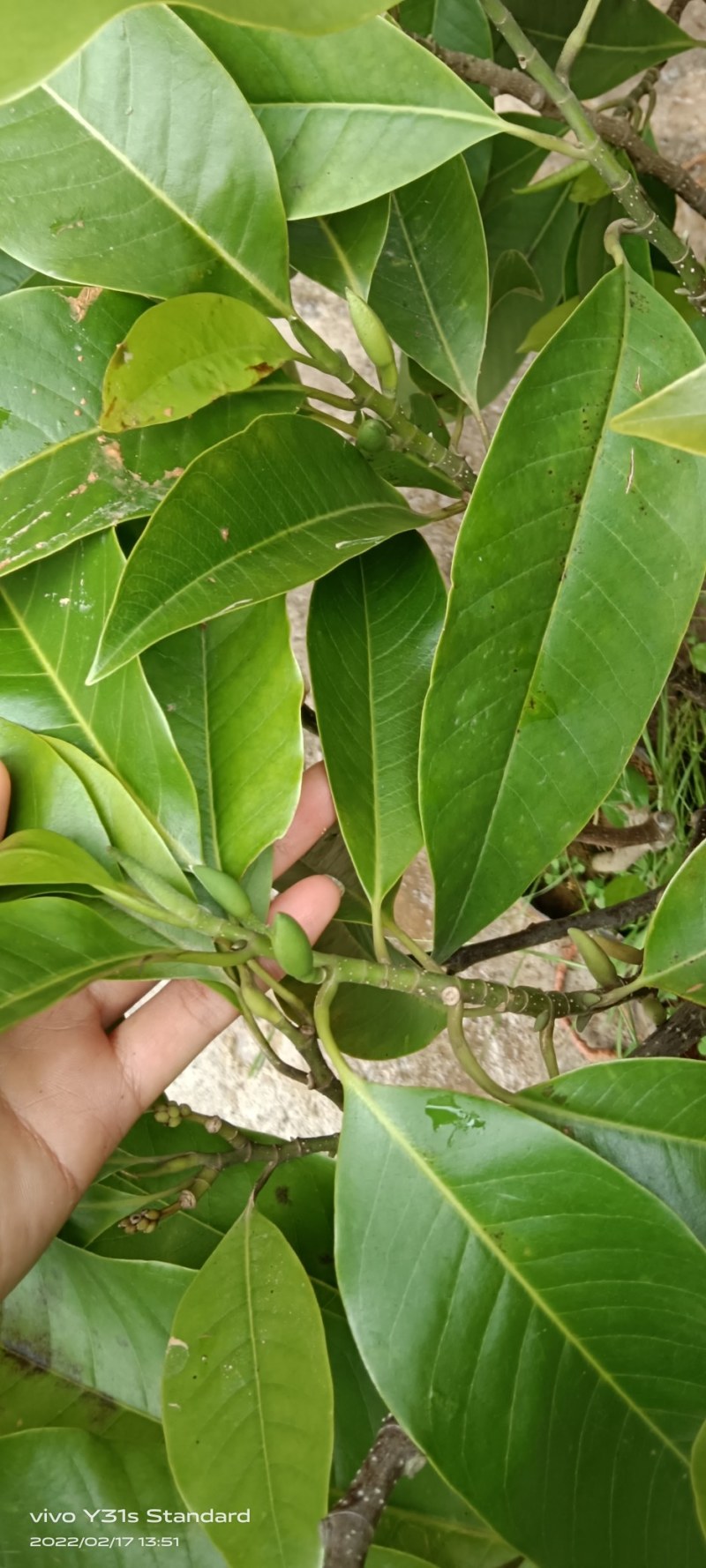 白玉兰花苗嫁接苗四季开花耐寒花苞浓香纯洁的爱