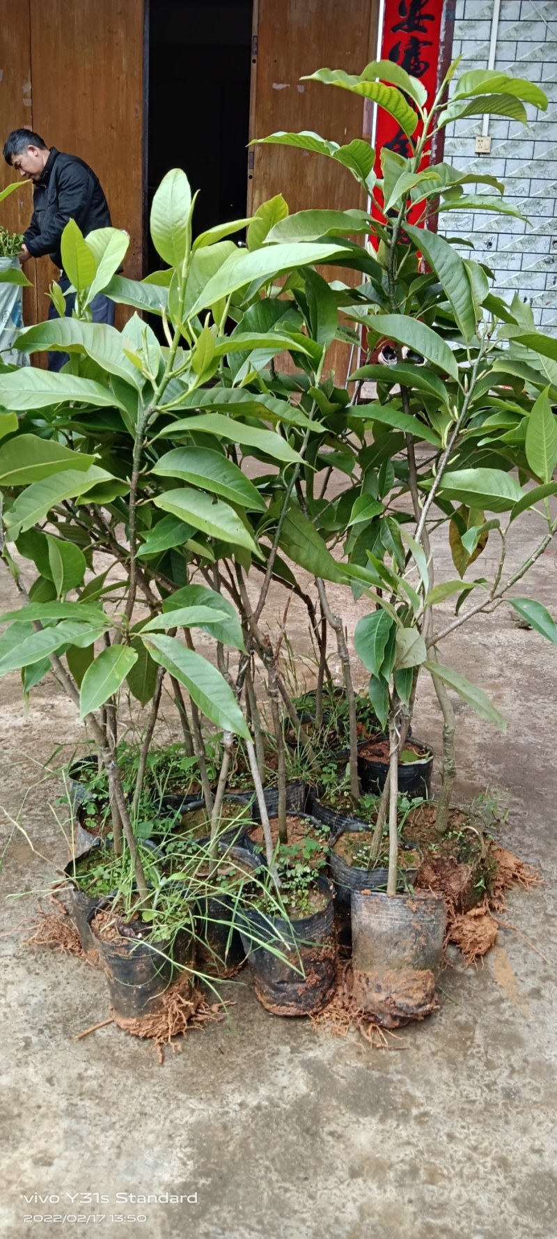 白玉兰花苗嫁接苗四季开花耐寒花苞浓香纯洁的爱