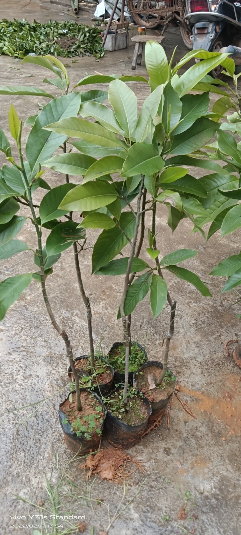 白玉兰花苗嫁接苗四季开花耐寒花苞浓香纯洁的爱