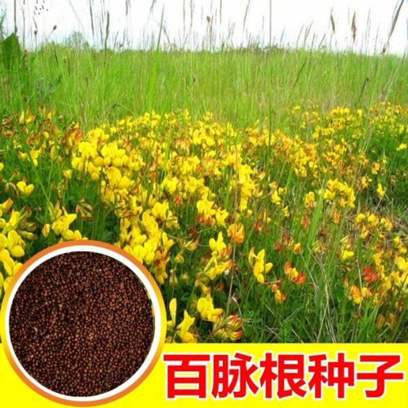 百脉根种子牧草多年生植物景观绿化护坡固土耐践踏耐旱耐盐碱