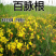 百脉根种子牧草多年生植物景观绿化护坡固土耐践踏耐旱耐盐碱