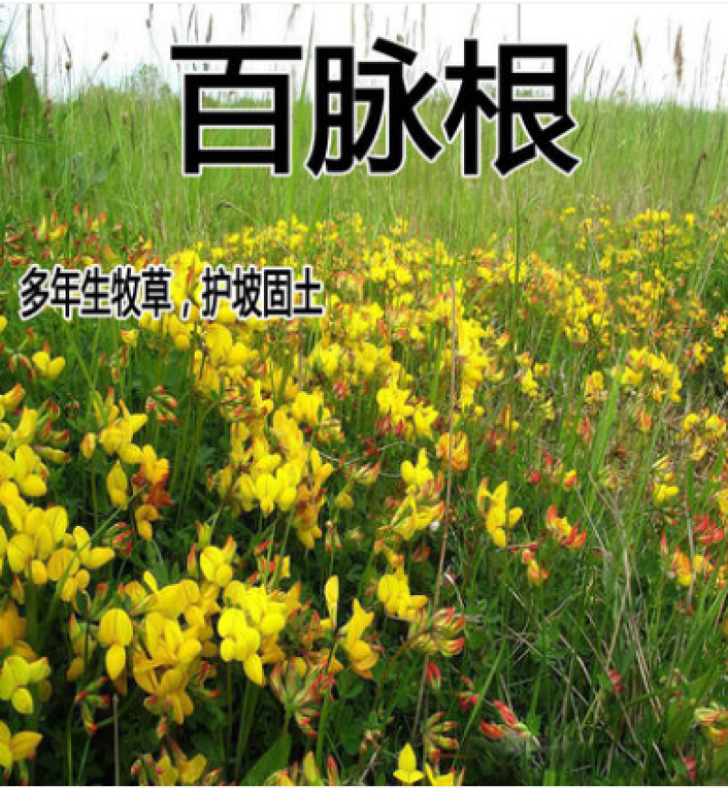 百脉根种子牧草多年生植物景观绿化护坡固土耐践踏耐旱耐盐碱