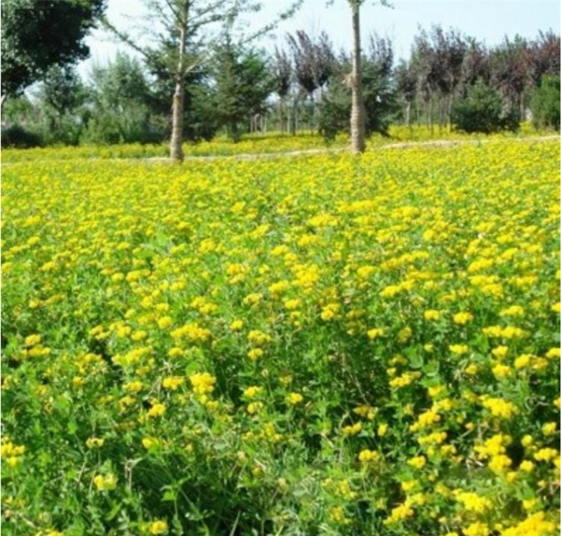 百脉根种子牧草多年生植物景观绿化护坡固土耐践踏耐旱耐盐碱