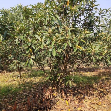 枇杷树8公分10公分12公分15公分