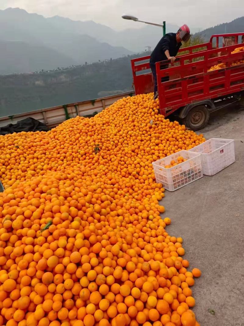 湖北橙子纽荷尔脐橙对接电商市场大量有货，有需要电联