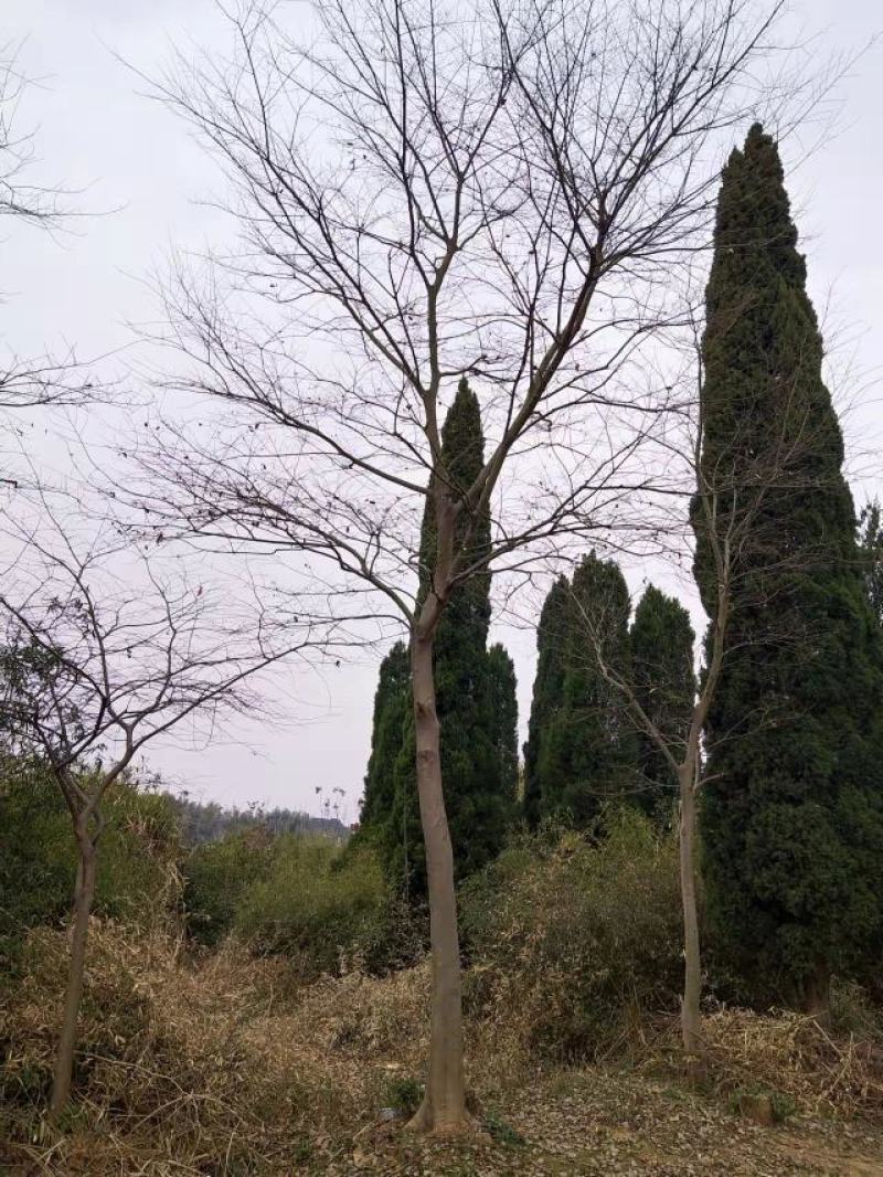 朴树10公分12公分15公分18公分20公分22公分25