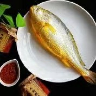 海捕大黄花鱼