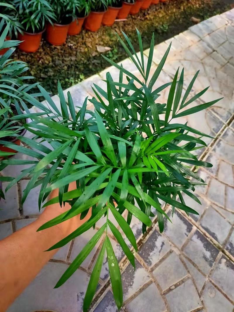 袖珍椰子盆栽优质小椰子自家基地支持实地看货