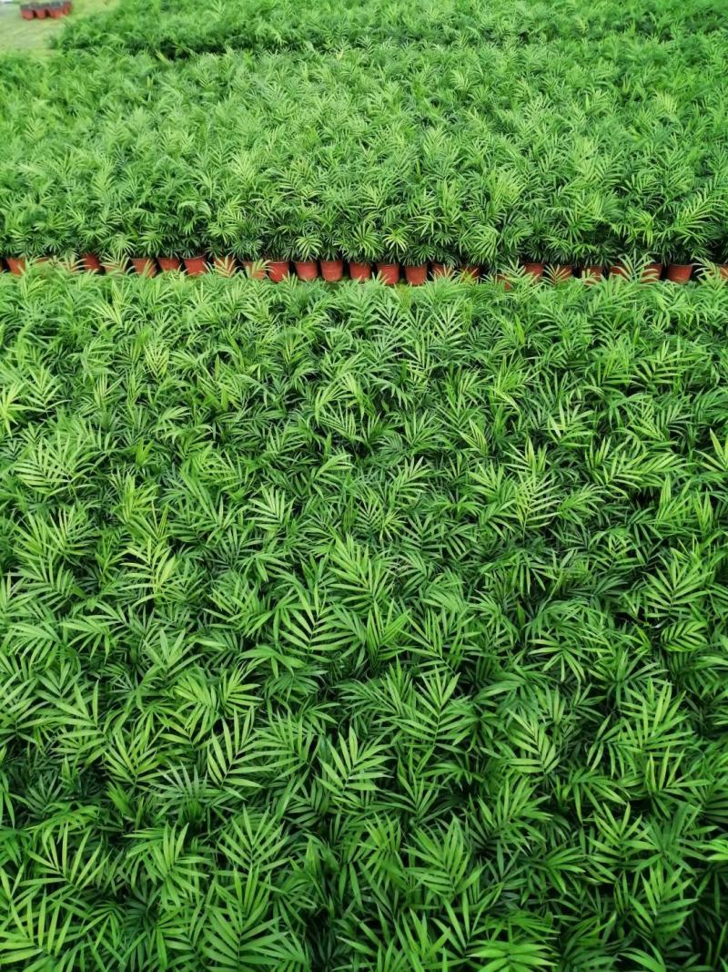 袖珍椰子盆栽优质小椰子自家基地支持实地看货