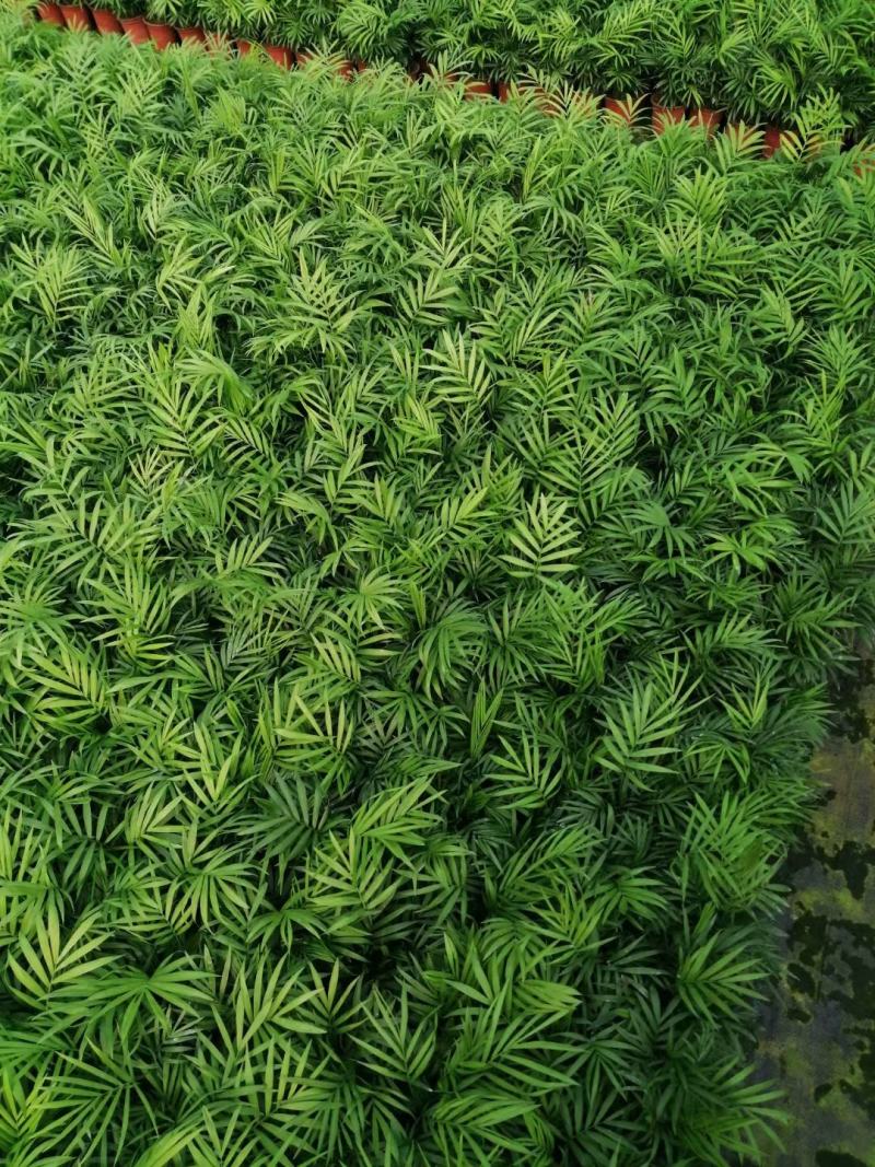 袖珍椰子盆栽优质小椰子自家基地支持实地看货