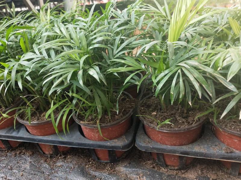 袖珍椰子盆栽优质小椰子自家基地支持实地看货