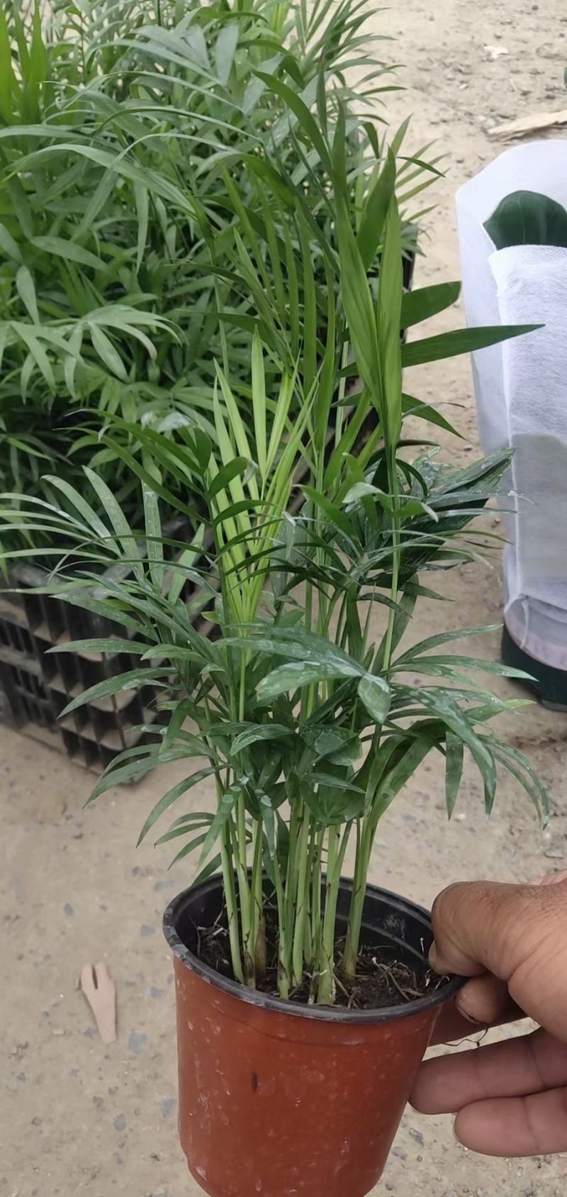 袖珍椰子盆栽优质小椰子自家基地支持实地看货