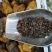白桦树茸，又名桦褐孔菌被誉为天然胰岛素精品黑晶块