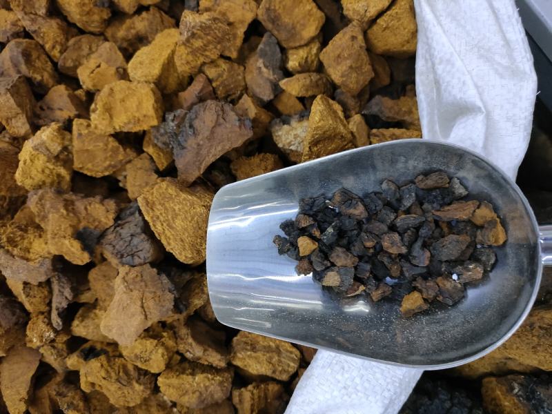 白桦树茸，又名桦褐孔菌被誉为天然胰岛素精品黑晶块