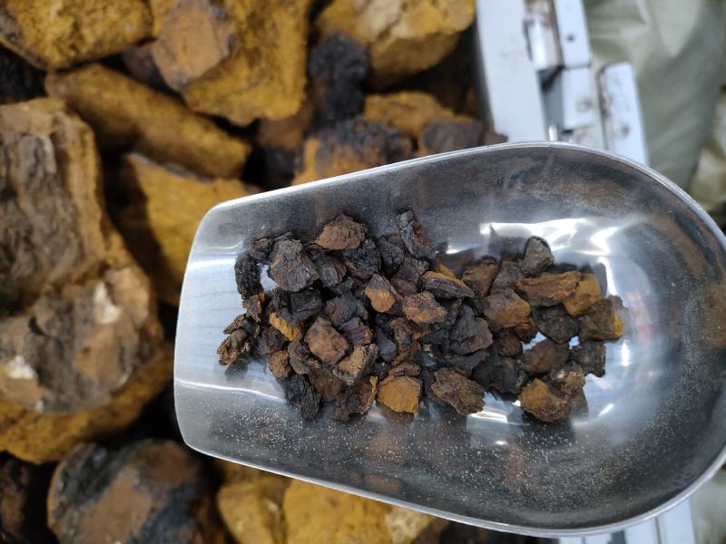 白桦树茸，又名桦褐孔菌被誉为天然胰岛素精品黑晶块