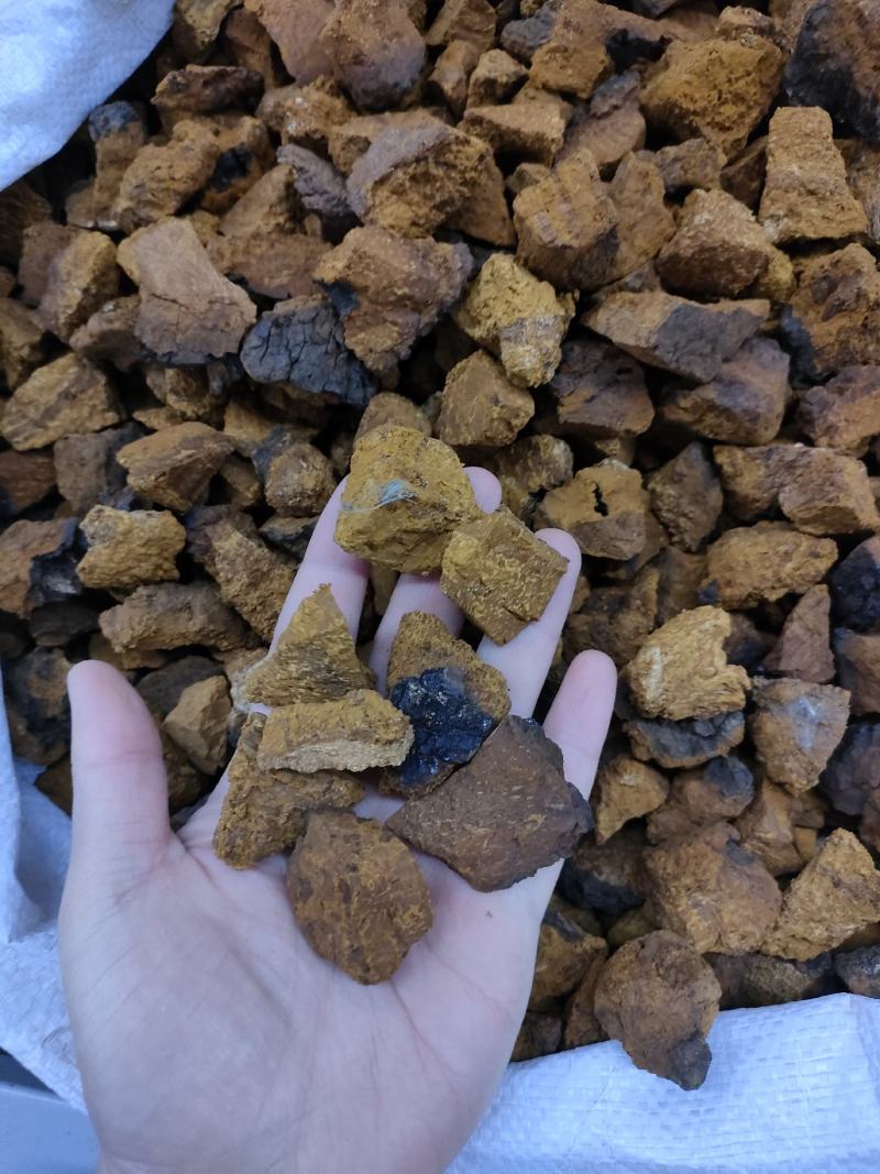 白桦树茸，又名桦褐孔菌被誉为天然胰岛素精品黑晶块