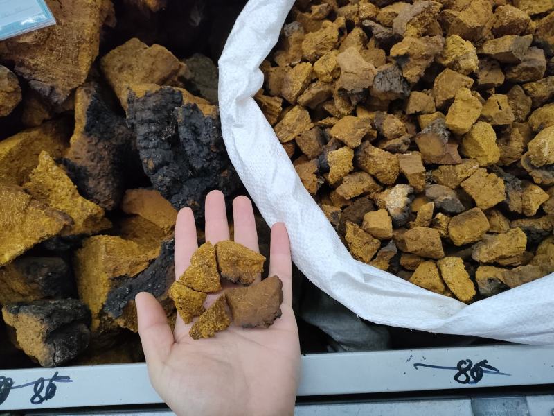 白桦树茸，又名桦褐孔菌被誉为天然胰岛素精品黑晶块