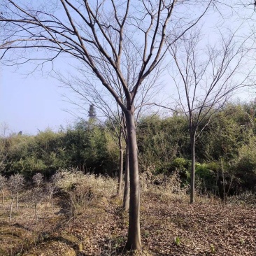 朴树10公分12公分15公分18公分20公分22公分25