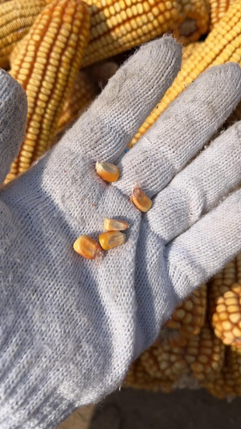 本地出售本地自然干玉米，有需要的养殖户玉米经销商来谈