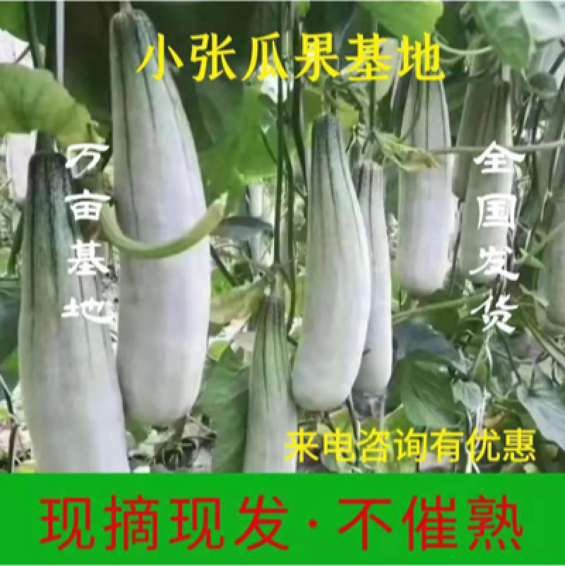 山东羊角蜜甜瓜，香甜可口，基地直供保质保量，量大价优